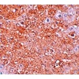 Immunohistochemistry - ZIP12 Antibody from Signalway Antibody (25234) - Antibodies.com
