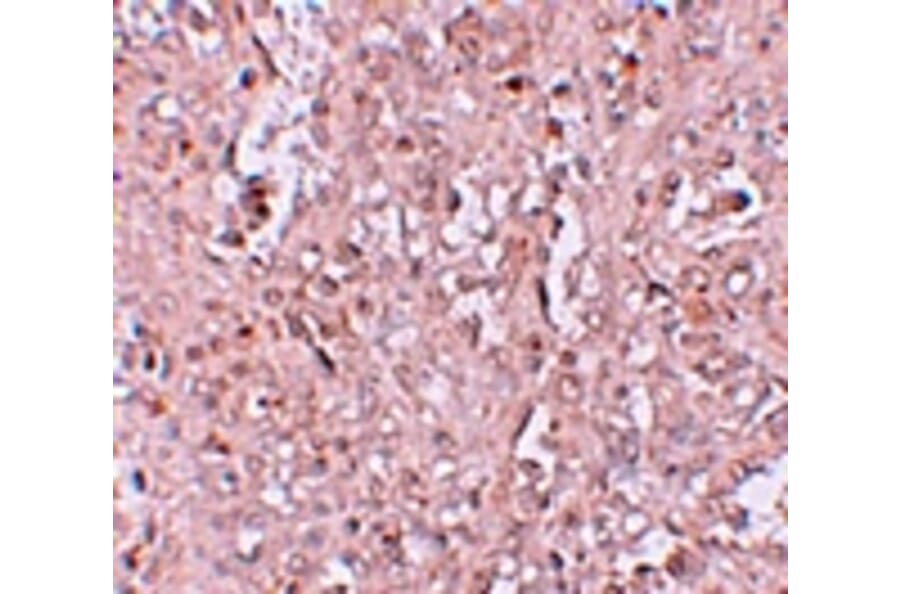 Immunohistochemistry - ZIP13 Antibody from Signalway Antibody (25235) - Antibodies.com