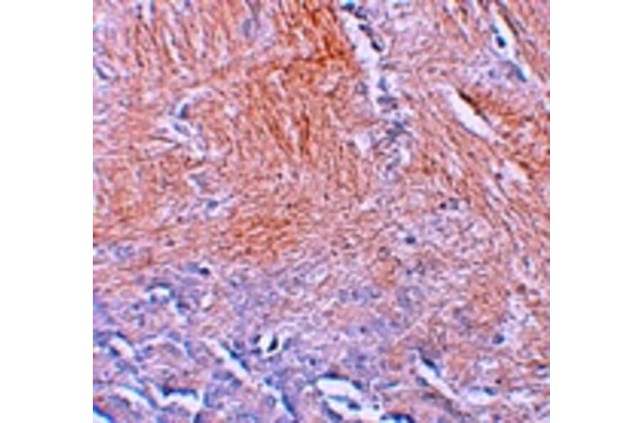 Immunohistochemistry - CXXC5 Antibody from Signalway Antibody (25239) - Antibodies.com