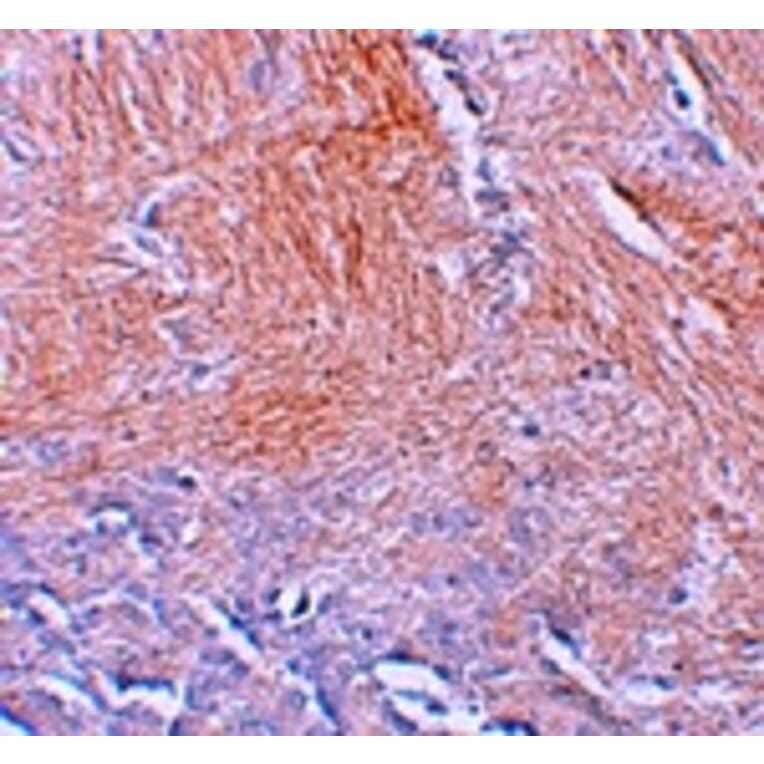Immunohistochemistry - CXXC5 Antibody from Signalway Antibody (25239) - Antibodies.com