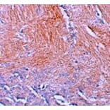 Immunohistochemistry - CXXC5 Antibody from Signalway Antibody (25239) - Antibodies.com