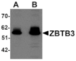 Western blot - ZBTB3 Antibody from Signalway Antibody (25242) - Antibodies.com