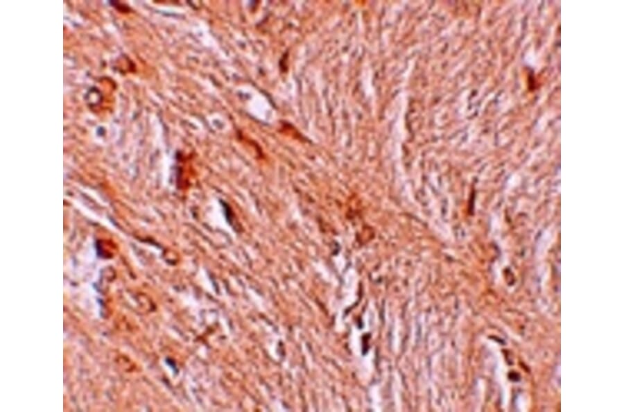 Immunohistochemistry - ZBTB3 Antibody from Signalway Antibody (25242) - Antibodies.com