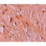 Immunohistochemistry - ZBTB3 Antibody from Signalway Antibody (25242) - Antibodies.com