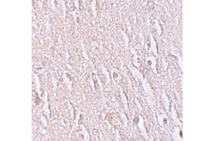Immunohistochemistry - ZBTB5 Antibody from Signalway Antibody (25244) - Antibodies.com
