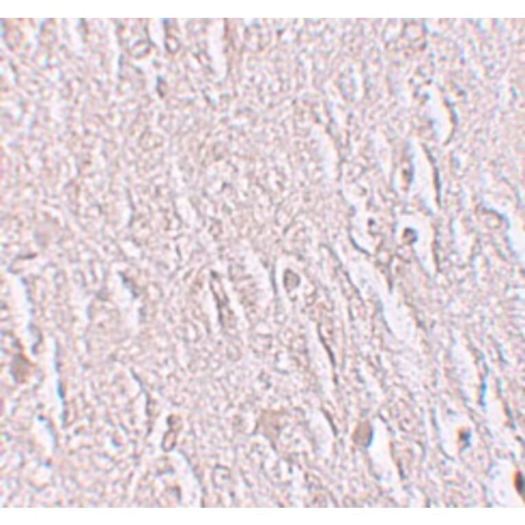 Immunohistochemistry - ZBTB5 Antibody from Signalway Antibody (25244) - Antibodies.com