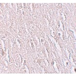 Immunohistochemistry - ZBTB5 Antibody from Signalway Antibody (25244) - Antibodies.com