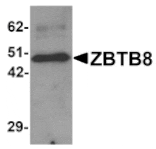 Western blot - ZBTB8 Antibody from Signalway Antibody (25247) - Antibodies.com