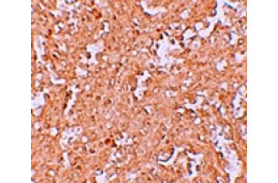 Immunohistochemistry - ZBTB8 Antibody from Signalway Antibody (25247) - Antibodies.com