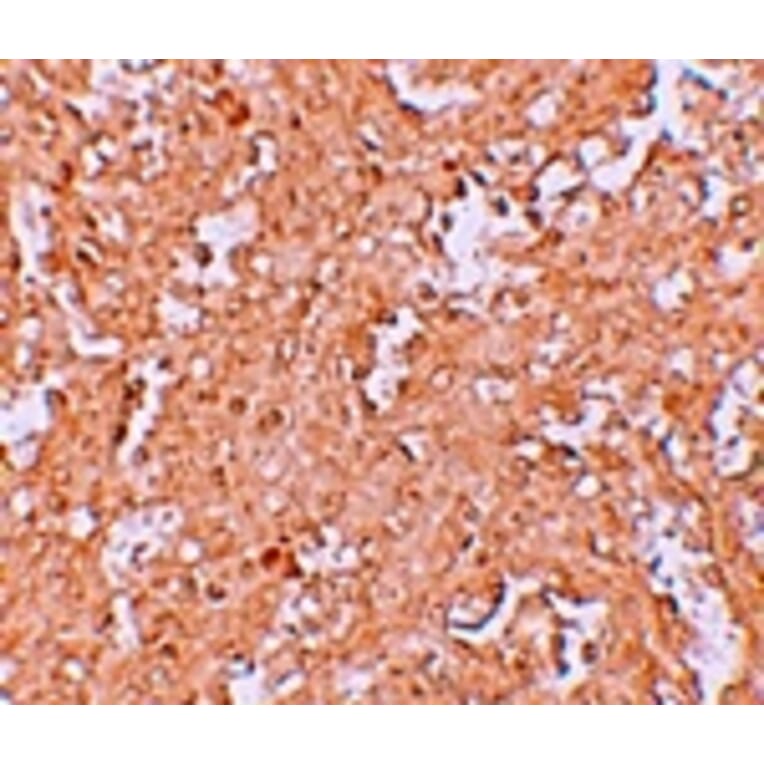 Immunohistochemistry - ZBTB8 Antibody from Signalway Antibody (25247) - Antibodies.com