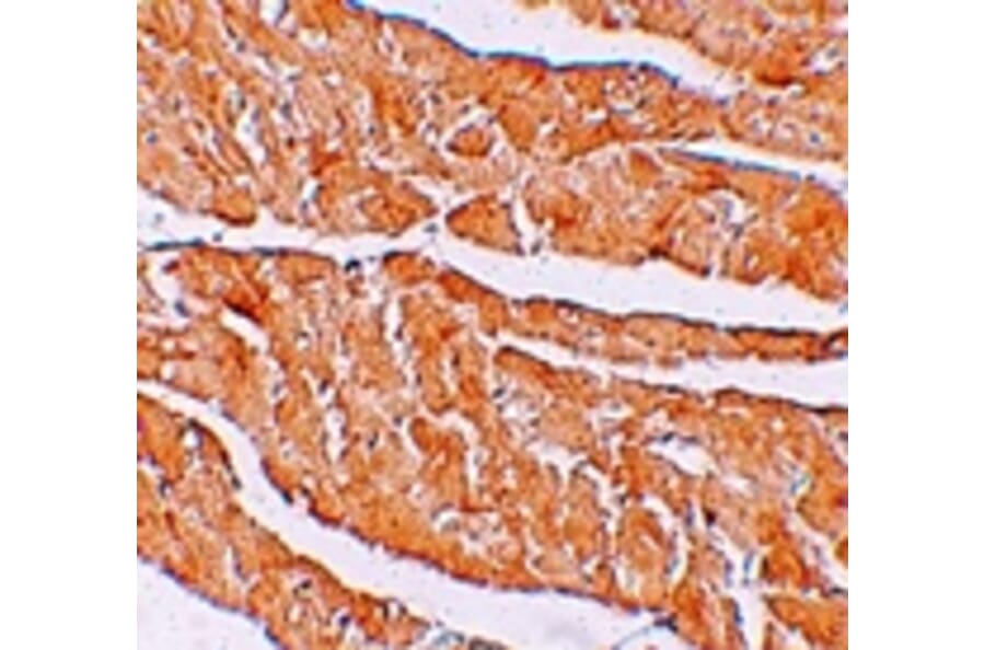 Immunohistochemistry - ZBTB9 Antibody from Signalway Antibody (25248) - Antibodies.com