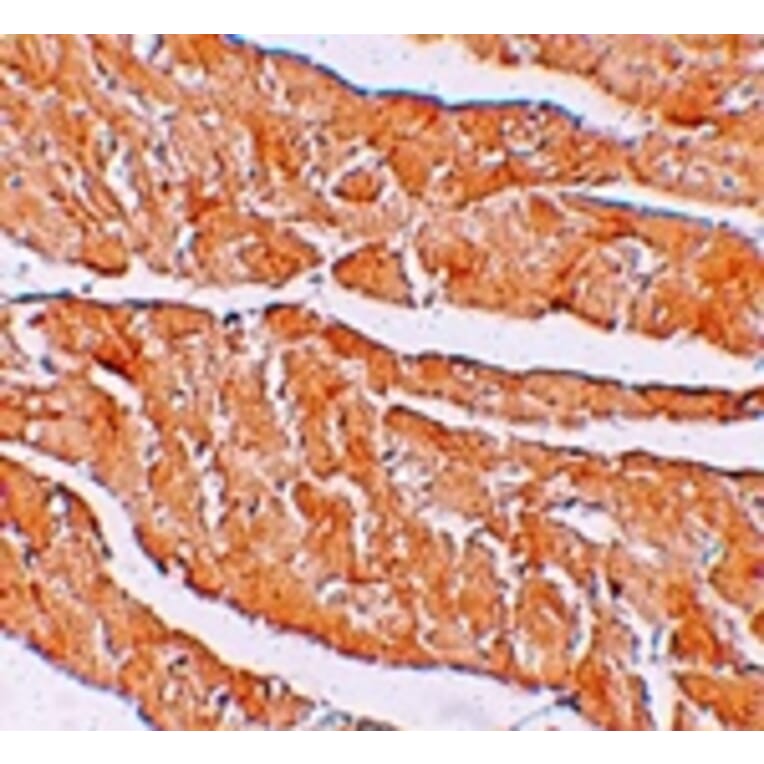 Immunohistochemistry - ZBTB9 Antibody from Signalway Antibody (25248) - Antibodies.com