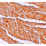 Immunohistochemistry - ZBTB9 Antibody from Signalway Antibody (25248) - Antibodies.com