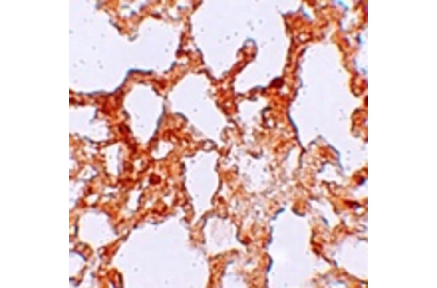 Immunohistochemistry - ZMYM1 Antibody from Signalway Antibody (25249) - Antibodies.com