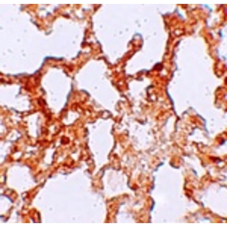 Immunohistochemistry - ZMYM1 Antibody from Signalway Antibody (25249) - Antibodies.com