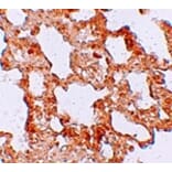 Immunohistochemistry - AXIN2 Antibody from Signalway Antibody (25253) - Antibodies.com