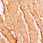 Immunohistochemistry of VPS39 in mouse liver tissue with VPS39 antibody at 5 µg/mL.