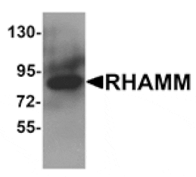 Western blot - RHAMM Antibody from Signalway Antibody (25266) - Antibodies.com