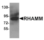 Western blot - RHAMM Antibody from Signalway Antibody (25266) - Antibodies.com