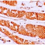 Immunohistochemistry - RHAMM Antibody from Signalway Antibody (25266) - Antibodies.com