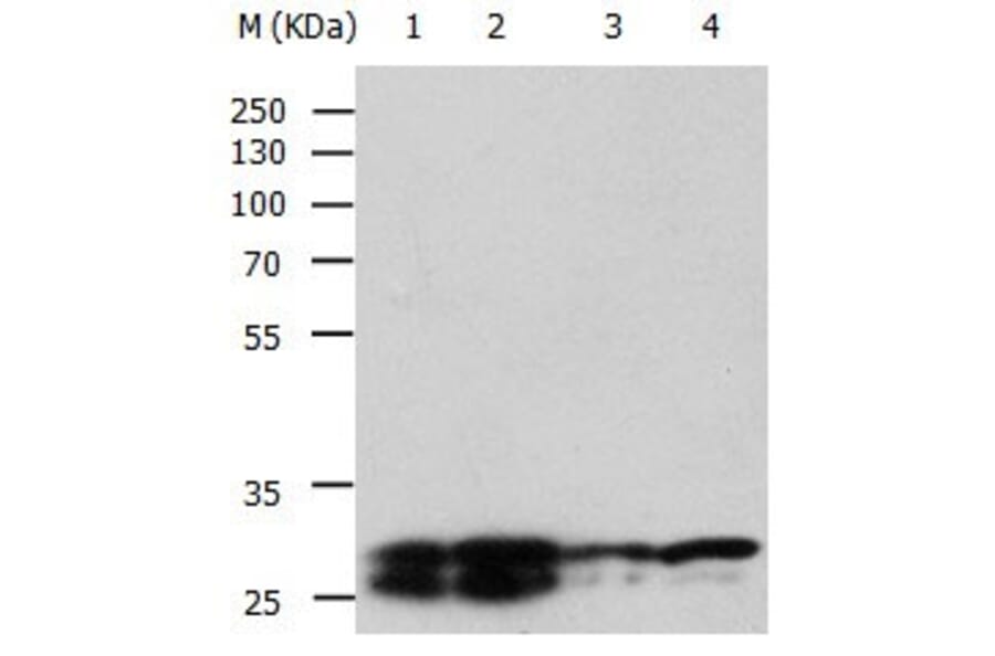 YWHAE Antibody from Signalway Antibody (31003) - Antibodies.com