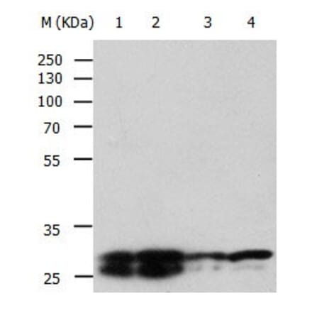 YWHAE Antibody from Signalway Antibody (31003) - Antibodies.com