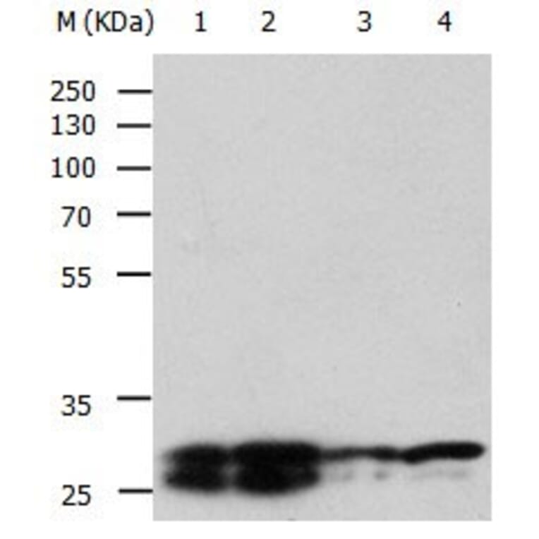 YWHAE Antibody from Signalway Antibody (31003) - Antibodies.com