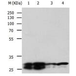 YWHAE Antibody from Signalway Antibody (31003) - Antibodies.com