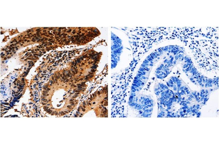 YWHAE Antibody from Signalway Antibody (31003) - Antibodies.com