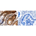 YWHAE Antibody from Signalway Antibody (31003) - Antibodies.com