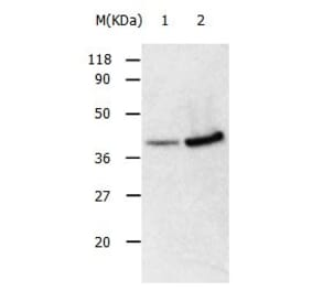 ANXA2 Antibody from Signalway Antibody (31008) - Antibodies.com