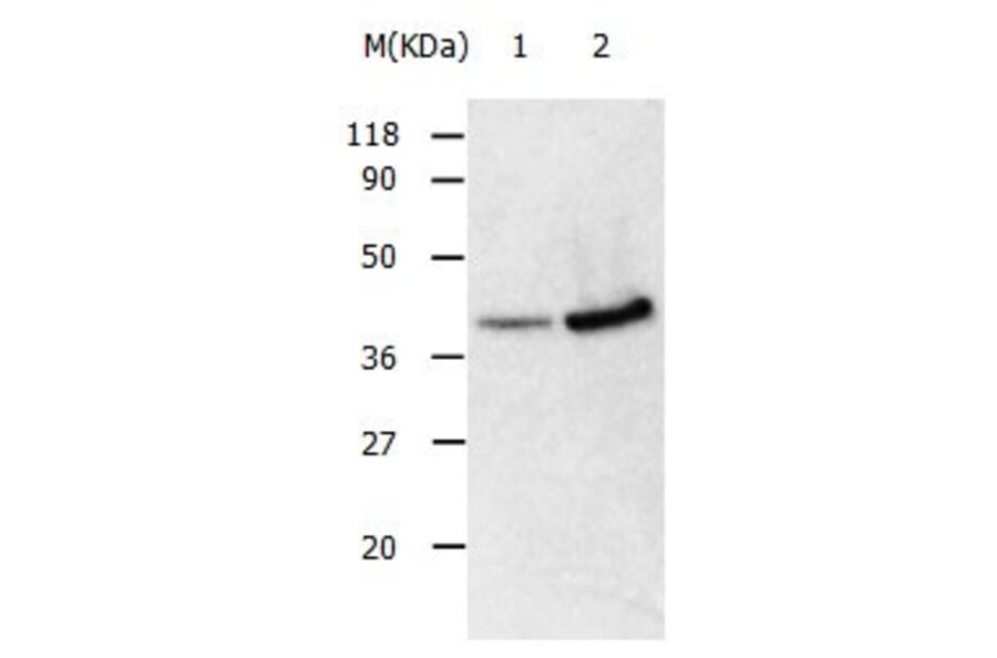 ANXA2 Antibody from Signalway Antibody (31008) - Antibodies.com