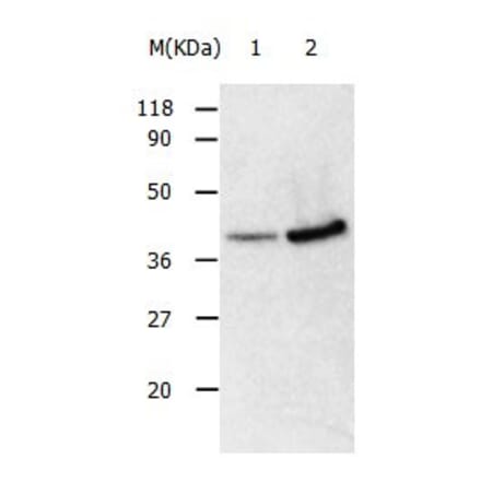 ANXA2 Antibody from Signalway Antibody (31008) - Antibodies.com
