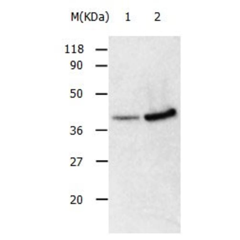 ANXA2 Antibody from Signalway Antibody (31008) - Antibodies.com