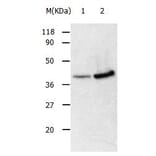 ANXA2 Antibody from Signalway Antibody (31008) - Antibodies.com