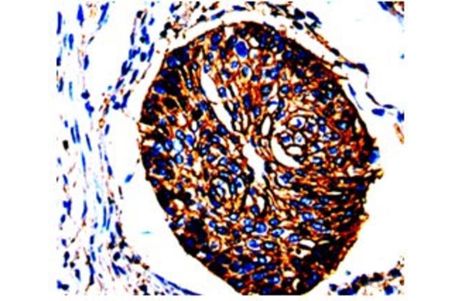 ANXA2 Antibody from Signalway Antibody (31008) - Antibodies.com