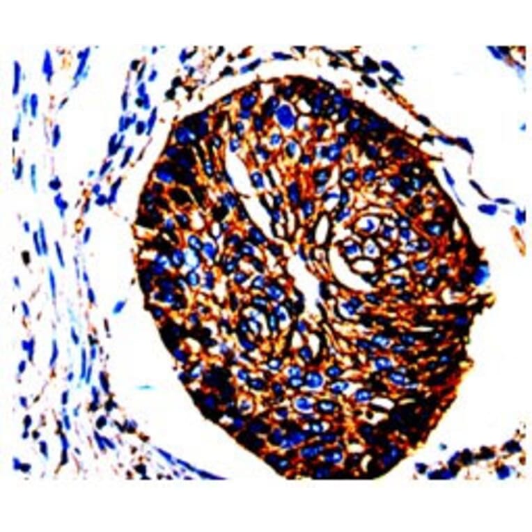 ANXA2 Antibody from Signalway Antibody (31008) - Antibodies.com