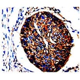 ANXA2 Antibody from Signalway Antibody (31008) - Antibodies.com