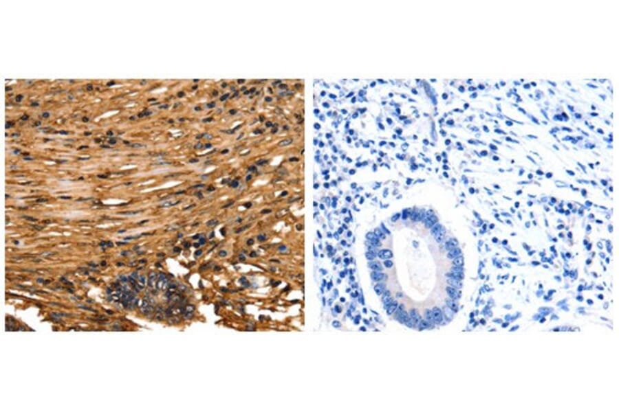 ANXA5 Antibody from Signalway Antibody (31009) - Antibodies.com