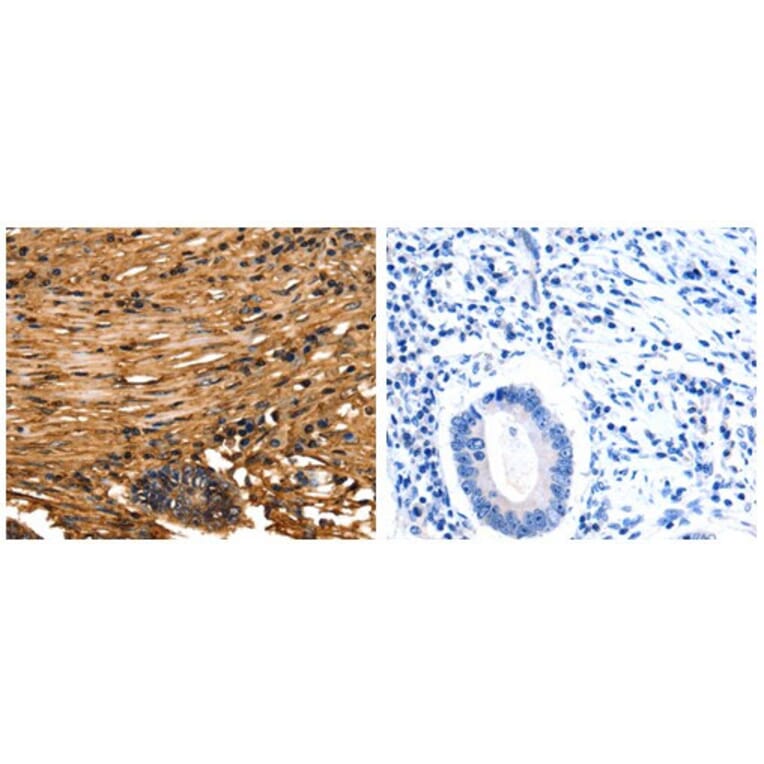 ANXA5 Antibody from Signalway Antibody (31009) - Antibodies.com