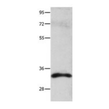 CASP3 Antibody from Signalway Antibody (31010) - Antibodies.com