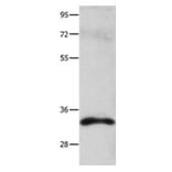 CASP3 Antibody from Signalway Antibody (31010) - Antibodies.com