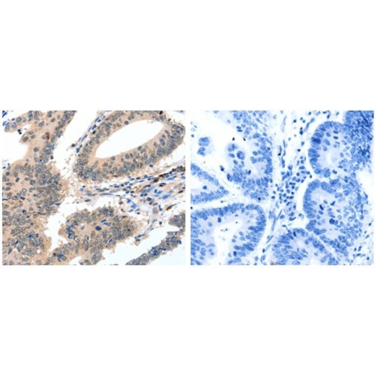 CASP3 Antibody from Signalway Antibody (31010) - Antibodies.com