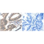 CASP3 Antibody from Signalway Antibody (31010) - Antibodies.com