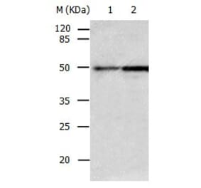 CASP2 Antibody from Signalway Antibody (31011) - Antibodies.com