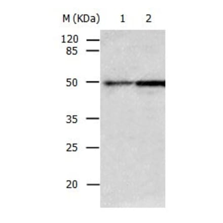CASP2 Antibody from Signalway Antibody (31011) - Antibodies.com