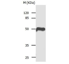 CASP1 Antibody from Signalway Antibody (31012) - Antibodies.com