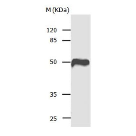 CASP1 Antibody from Signalway Antibody (31012) - Antibodies.com