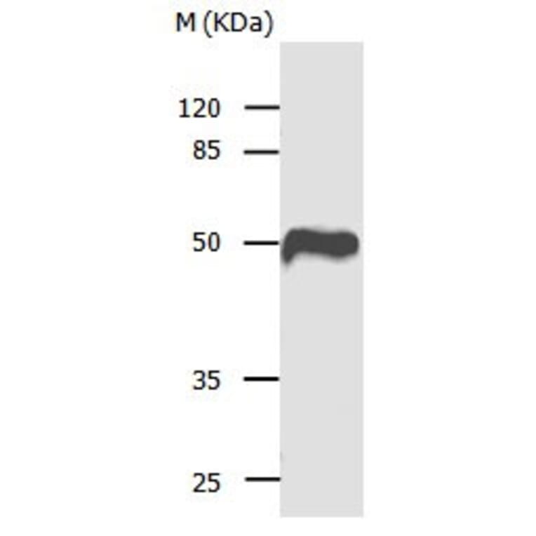 CASP1 Antibody from Signalway Antibody (31012) - Antibodies.com