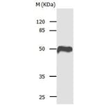 CASP1 Antibody from Signalway Antibody (31012) - Antibodies.com